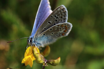 Obraz premium butterfly viroin