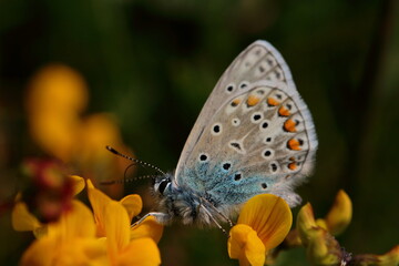 butterfly viroin