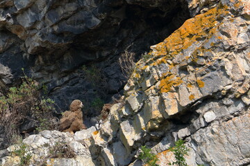 eagle owl chick