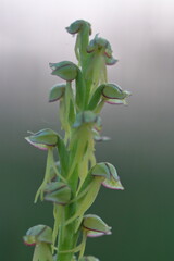 orchid