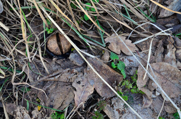 walnut in dry leaves