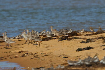 shorebirds