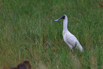 royal spoonbill