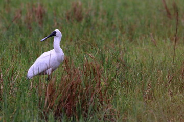 royal spoonbill