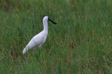 royal spoonbill