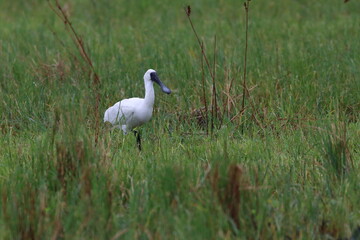 royal spoonbill