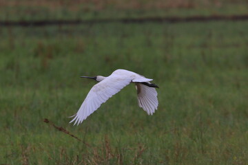 royal spoonbill