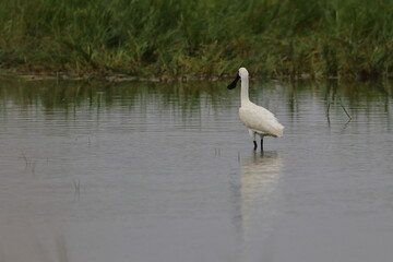 royal spoonbill