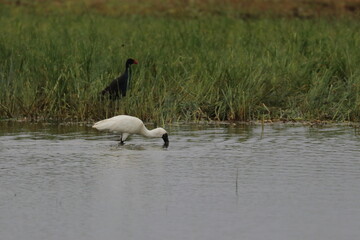 royal spoonbill