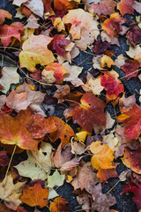 Fall time leaves on the ground