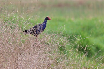 purple swamphen