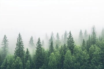 Misty mountaintop evergreen forest, aerial view