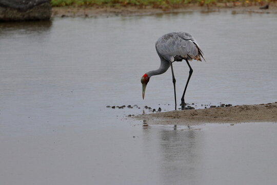 brolga