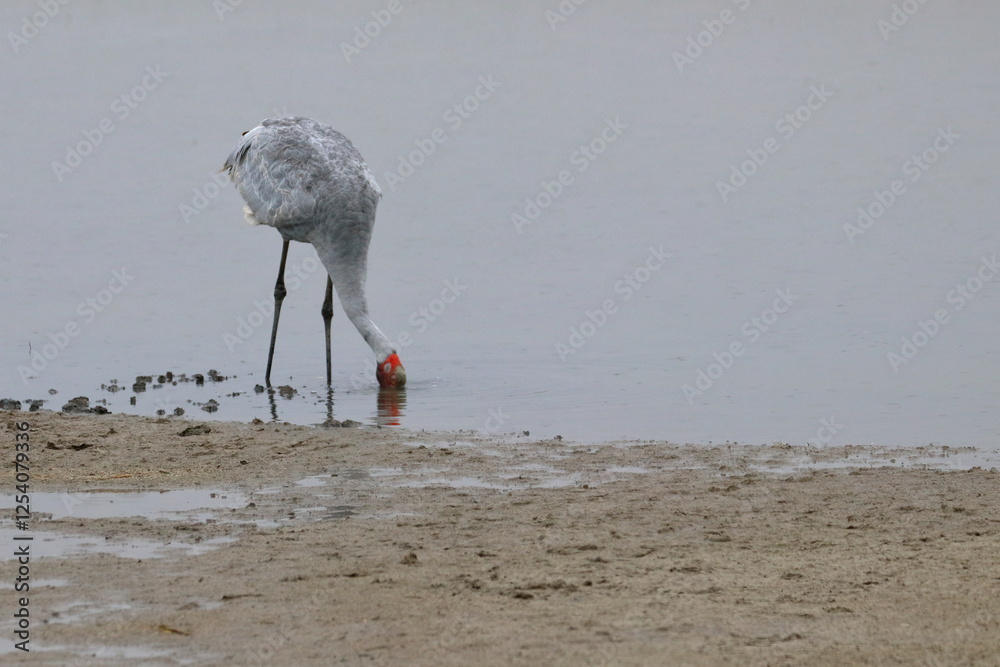 Wall mural brolga