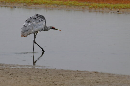 brolga