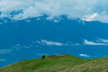 Lone horse grazes peacefully on a vibrant green hilltop in Mirnock, Rocky mountains, Carinthia, Austria. Stunning mountain range is veiled in mist. Serene alpine landscape and lush green pasture
