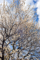 Fototapeta premium 満開に咲いた梅の花と木、早春の梅林