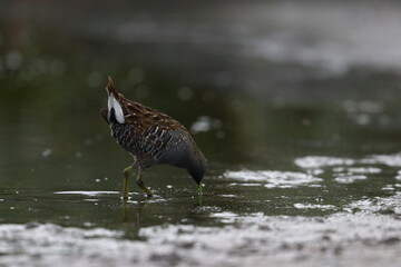 crake