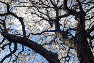 満開に咲いた梅の花と木、早春の梅林
