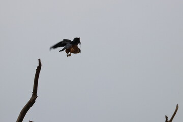 western treatment plant