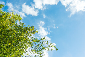 若い青竹と晴れた日の青い空