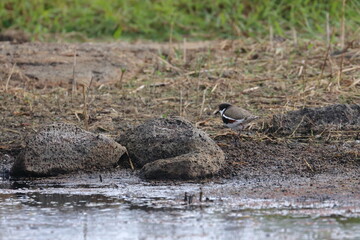 red-kneed dotterel