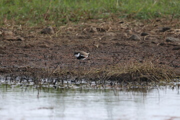red-kneed dotterel
