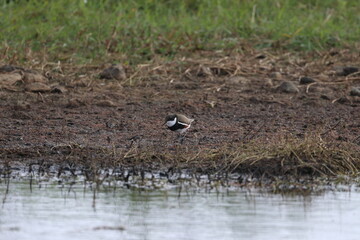 red-kneed dotterel