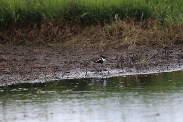 red-kneed dotterel