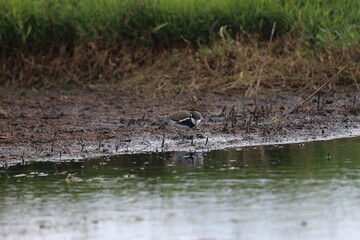 red-kneed dotterel