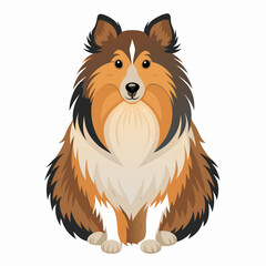 shetland sheepdog isolated on white, Color vector illustration. Pet animal, Cartoon Vector 