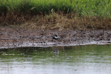 red kneed dotterel