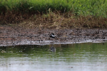 red kneed dotterel