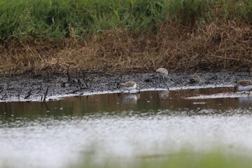 wader