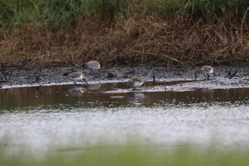 wader