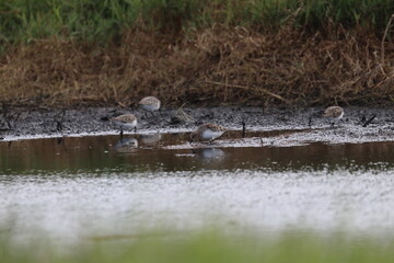 wader