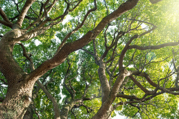 大きなクスノキ、常緑の巨樹