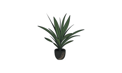 Yucca is a seasonal ornamental plant that you will love