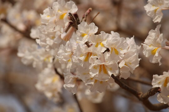 Tabebuia roseoalba - ip&ecirc;-branco