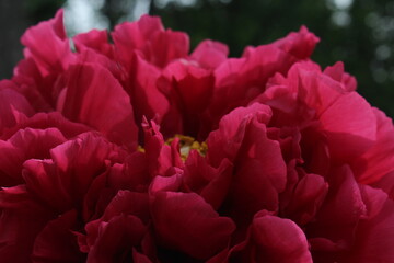 Spring Peonies In Full Bloom Pink Yellow White