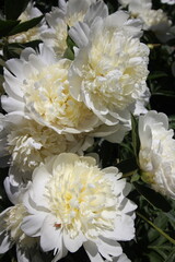 Spring Peonies In Full Bloom Pink Yellow White