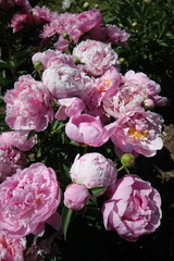 Obraz premium Spring Peonies In Full Bloom Pink Yellow White