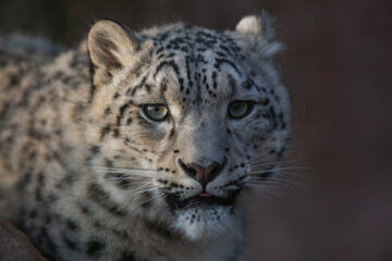 Close up of Snow leopard (Panthera uncia) rest on the stone. 
