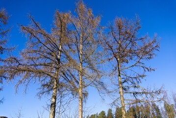 Fototapeta premium Lärchen im Winter - Nadellose Nadelbäume