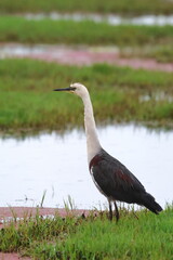 white necked heron