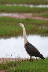 white necked heron