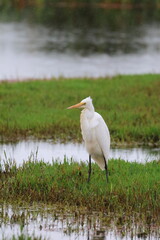 great egret