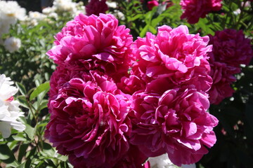 Spring Peonies In Full Bloom Pink Yellow White