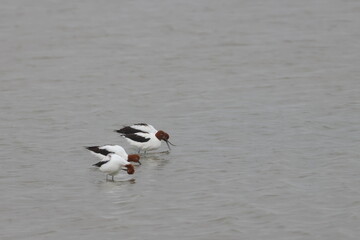 red necked avocet