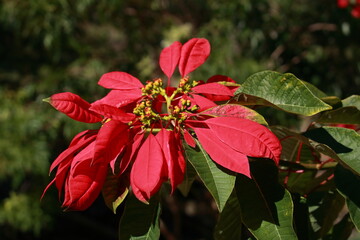 Euphorbia pulcherrima, poinsettia